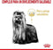 Royal Canin Yorkshire Terrier Volwassen 8+ | 15