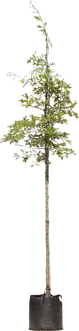 Moeraseik | Quercus Palustris 6-10 cm | Bomenbezorgd.nl