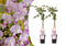 Plant in a Box - Wisteria floribunda 'Rosea' - Set van 2 - Japanse blauwe regen - Bloeiende sierplant - Pot 15cm - Hoogte 60-70cm