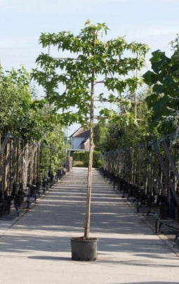 Lei amberboom 220 cm | Liquidambar styraciflua 'Worplesdon' 14-18 cm 220 cm| Bomenbezorgd.nl
