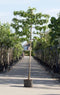 Lei amberboom 220 cm | Liquidambar styraciflua 'Worplesdon' 14-18 cm 220 cm| Bomenbezorgd.nl