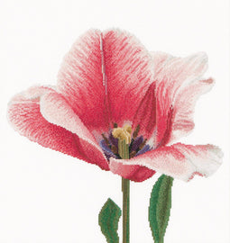 Thea Gouverneur - Borduurpakket met telpatroon - 518A - Voorgesorteerde DMC Garens - Roze Darwin Hybride Tulp - Aida - 34 cm x 36 cm - DIY Kit