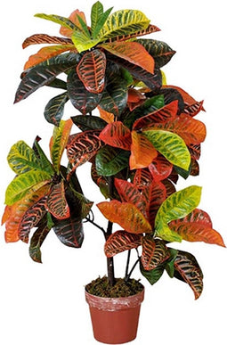 Codiaeum variegatum 100 cm