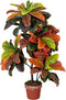 Codiaeum variegatum 100 cm