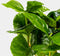 Coffea Arabica | Koffieplant | Terrariumplant | Ø6 - 15 cm