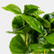 Coffea Arabica | Koffieplant | Terrariumplant | Ø6 - 15 cm