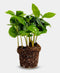 Coffea Arabica | Koffieplant | Terrariumplant | Ø6 - 15 cm