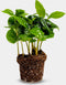 Coffea Arabica | Koffieplant | Terrariumplant | Ø6 - 15 cm