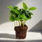 Coffea Arabica | Koffieplant | Terrariumplant | Ø6 - 15 cm