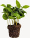 Coffea Arabica | Koffieplant | Terrariumplant | Ø6 - 15 cm
