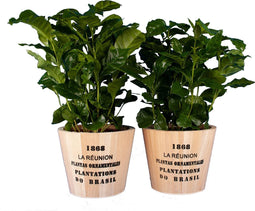 Coffea in Nairobi pot - 25 cm, Ø 21 cm
