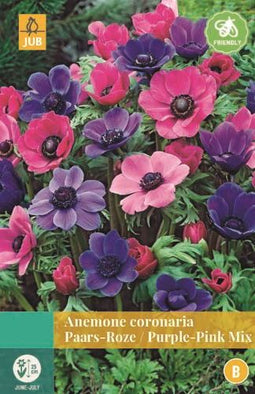 Jub - Anemone Coronaria Paars/Roze Mix