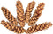 Colorations - Natuurlijke Strobuskegels, 6st.