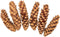 Colorations - Natuurlijke Strobuskegels, 6st.