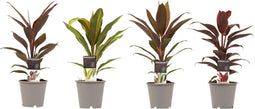 Combi 1x Cordyline Tango 1x Cordyline Rumba 1x Cordyline Mambo 1x Cordyline Kiwi