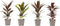 Combi 1x Cordyline Tango 1x Cordyline Rumba 1x Cordyline Mambo 1x Cordyline Kiwi