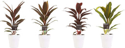 Combi 1x Cordyline Tango 1x Cordyline Rumba 1x Cordyline Mambo 1x Cordyline Kiwi met Anna white ↨ 40cm - 4 stuks - hoge kwaliteit planten