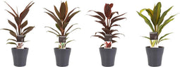 Combi 1x Cordyline Tango 1x Cordyline Rumba 1x Cordyline Mambo 1x Cordyline Kiwi met Anna grey