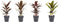Combi 1x Cordyline Tango 1x Cordyline Rumba 1x Cordyline Mambo 1x Cordyline Kiwi met Anna grey