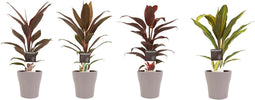 Combi 1x Cordyline Tango 1x Cordyline Rumba 1x Cordyline Mambo 1x Cordyline Kiwi met Anna taupe ↨ 40cm - 4 stuks - hoge kwaliteit planten