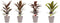 Combi 1x Cordyline Tango 1x Cordyline Rumba 1x Cordyline Mambo 1x Cordyline Kiwi met Anna taupe ↨ 40cm - 4 stuks - hoge kwaliteit planten