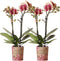 COMBI DEAL van 2 Orchideeën - Geel/Rood