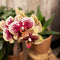 COMBI DEAL van 2 Orchideeën - Geel/Rood