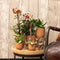 COMBI DEAL van 2 Orchideeën - Geel/Rood
