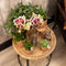 COMBI DEAL van 2 Orchideeën - Geel/Rood