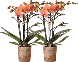 COMBI DEAL van 2 Orchideeën - Oranje