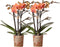 COMBI DEAL van 2 Orchideeën - Oranje