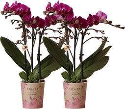 COMBI DEAL van 2 Orchideeën - Paars