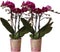 COMBI DEAL van 2 Orchideeën - Paars