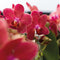 COMBI DEAL van 2 Orchideeën - Paars