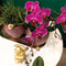 COMBI DEAL van 2 Orchideeën - Paars