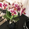 COMBI DEAL van 2 Orchideeën - Paars