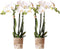 COMBI DEAL van 2 Orchideeën - Paars
