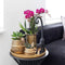 COMBI DEAL van 2 Orchideeën - Paars