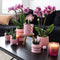 COMBI DEAL van 2 Orchideeën - Paars
