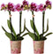 COMBI DEAL van 2 Orchideeën - Roze/Paars