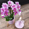 COMBI DEAL van 2 Orchideeën - Roze/Paars