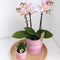 COMBI DEAL van 2 Orchideeën - Roze/Paars