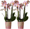 COMBI DEAL van 2 Orchideeën - Roze/Paars