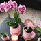 COMBI DEAL van 2 Orchideeën - Roze/Paars