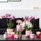 COMBI DEAL van 2 Orchideeën - Roze/Paars