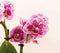 COMBI DEAL van 2 Orchideeën - Roze/Paars