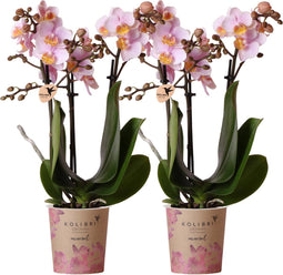 COMBI DEAL van 2 Orchideeën - Roze