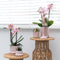 COMBI DEAL van 2 Orchideeën - Roze