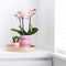COMBI DEAL van 2 Orchideeën - Roze
