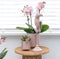 COMBI DEAL van 2 Orchideeën - Roze